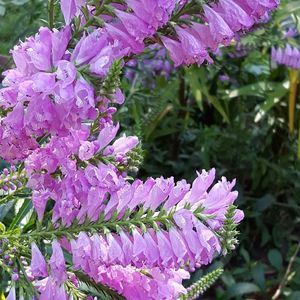 Meet your Posher, Sue